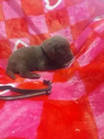 Bounty, a male Labrador Retriever for sale in Rocky Mount, VA – Photo 3 of 4