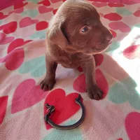 Bounty, a male Labrador Retriever for sale in Rocky Mount, VA – Photo 8 of 10