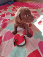 Bounty, a male Labrador Retriever for sale in Rocky Mount, VA – Photo 1 of 4