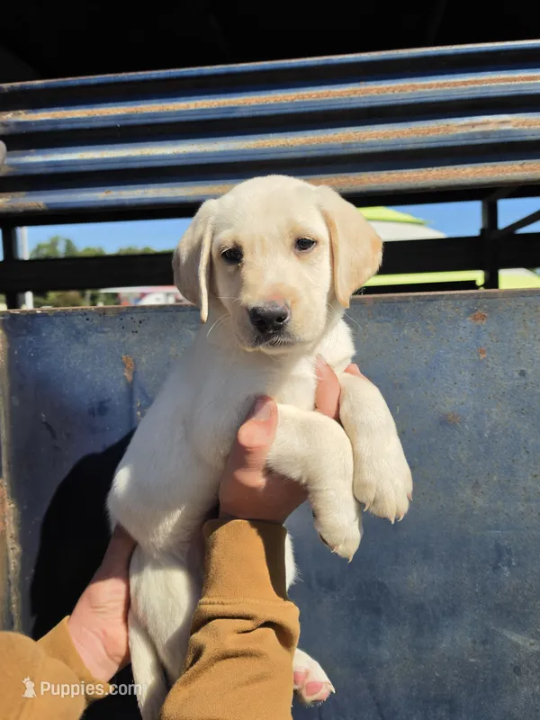 Steve Mcgarret – Labrador Retriever puppy for sale in Rocky Mount, VA