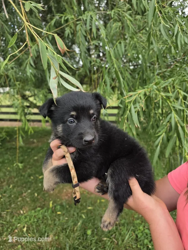 Lurvy – German Shepherd Dog puppy for sale in Rocky Mount, VA