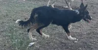 Milo , a male Border Collie for sale in Stephenville, TX – 5 of 7