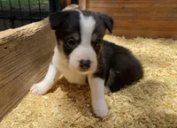 Charlie, a male Border Collie for sale in Stephenville, TX – Photo 9 of 10