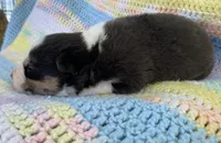 Charlie, a male Border Collie for sale in Stephenville, TX – Photo 3 of 10