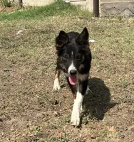 Milo , a male Border Collie for sale in Stephenville, TX – 4 of 7