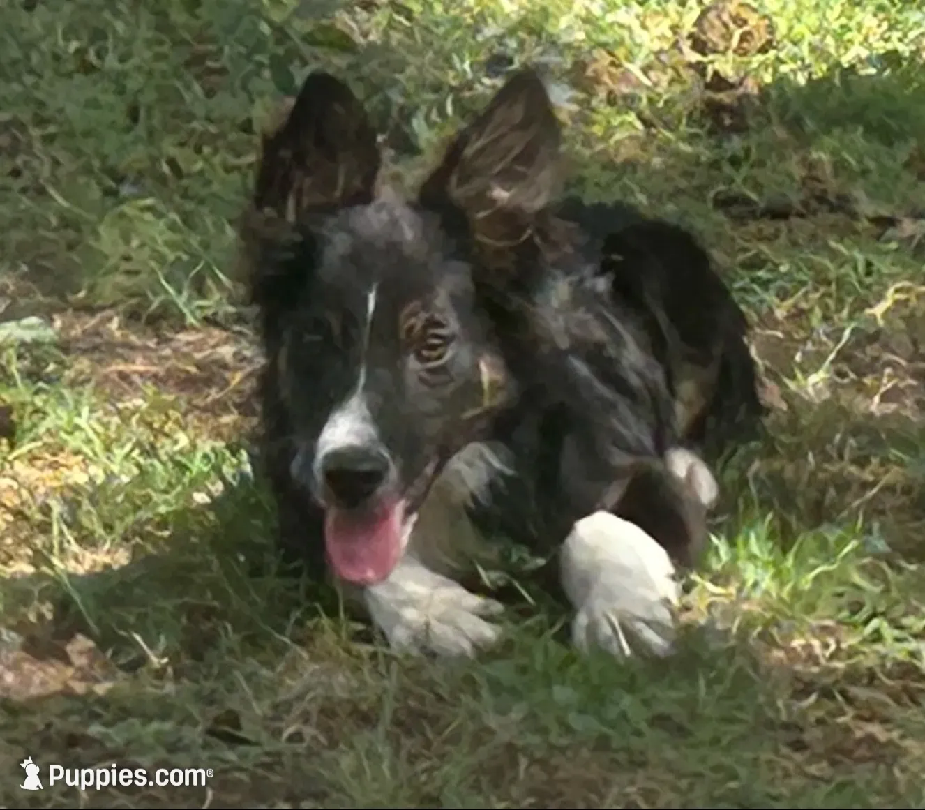 Milo , a male Border Collie for sale in Stephenville, TX – 1 of 7
