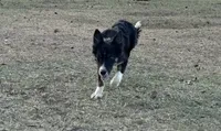Milo , a male Border Collie for sale in Stephenville, TX – 2 of 7