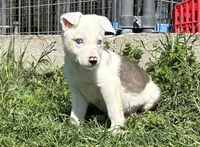 Spud, a male Border Collie for sale in Stephenville, TX – Photo 2 of 8