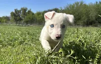 Spud, a male Border Collie for sale in Stephenville, TX – Photo 7 of 8