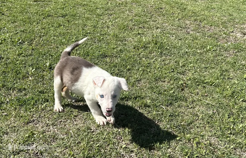 Spud, a male Border Collie for sale in Stephenville, TX – Photo 1 of 8
