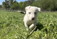 Spud, a male Border Collie for sale in Stephenville, TX – Photo 4 of 8