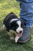 Captain, a male Border Collie for sale in Stephenville, TX – Photo 9 of 10