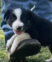 Captain, a male Border Collie for sale in Stephenville, TX – Photo 3 of 10