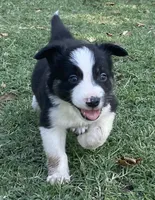 Captain, a male Border Collie for sale in Stephenville, TX – Photo 7 of 10