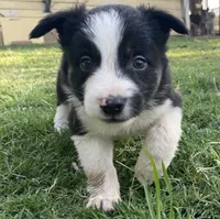 Captain, a male Border Collie for sale in Stephenville, TX – Photo 6 of 10