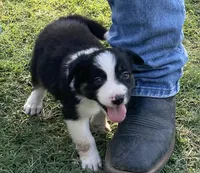 Captain, a male Border Collie for sale in Stephenville, TX – Photo 5 of 10