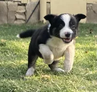 Captain, a male Border Collie for sale in Stephenville, TX – Photo 1 of 10