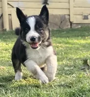 Captain, a male Border Collie for sale in Stephenville, TX – Photo 2 of 10