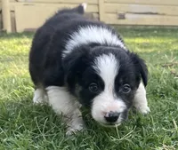 Captain, a male Border Collie for sale in Stephenville, TX – Photo 10 of 10