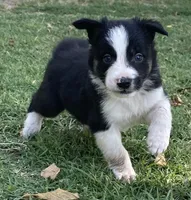 Captain, a male Border Collie for sale in Stephenville, TX – Photo 4 of 10