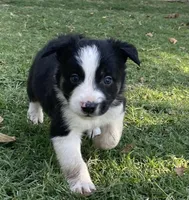 Captain, a male Border Collie for sale in Stephenville, TX – Photo 8 of 10