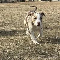 Charlie, a male Border Collie for sale in Stephenville, TX – Photo 7 of 10