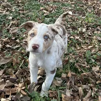 Charlie, a male Border Collie for sale in Stephenville, TX – Photo 4 of 10