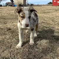 Charlie, a male Border Collie for sale in Stephenville, TX – Photo 10 of 10