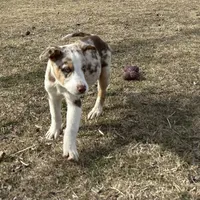 Charlie, a male Border Collie for sale in Stephenville, TX – Photo 8 of 10