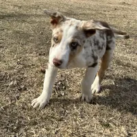 Charlie, a male Border Collie for sale in Stephenville, TX – Photo 9 of 10