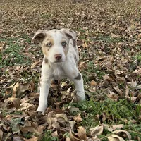Charlie, a male Border Collie for sale in Stephenville, TX – Photo 3 of 10