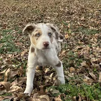 Charlie, a male Border Collie for sale in Stephenville, TX – Photo 2 of 10