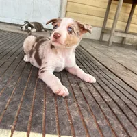 Charlie, a male Border Collie for sale in Stephenville, TX – Photo 6 of 10
