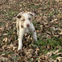 Charlie, a male Border Collie for sale in Stephenville, TX – Photo 5 of 10