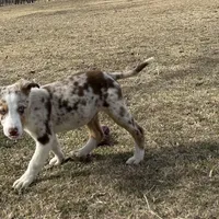 Charlie, a male Border Collie for sale in Stephenville, TX – Photo 1 of 10