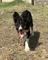 Milo , a male Border Collie for sale in Stephenville, TX – 6 of 7