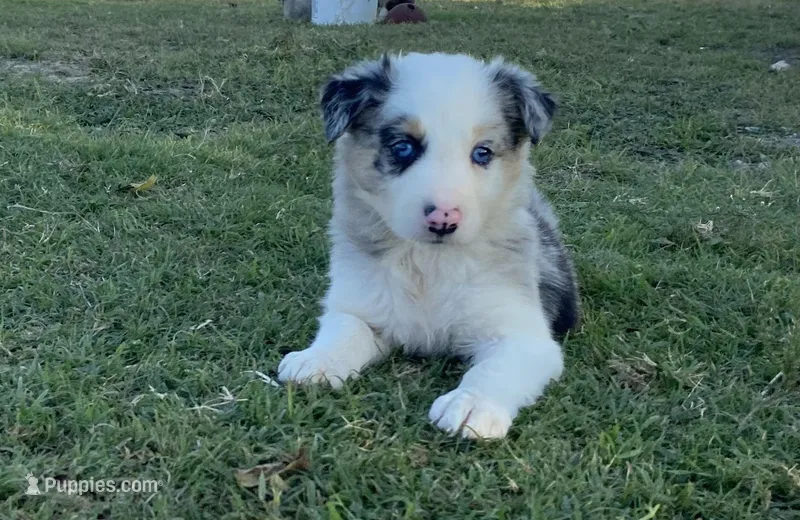Bandit, a male Border Collie for sale in Stephenville, TX – Photo 1 of 10