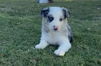 Bandit, a male Border Collie for sale in Stephenville, TX – Photo 1 of 10