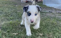 Bandit, a male Border Collie for sale in Stephenville, TX – Photo 10 of 10