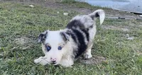 Bandit, a male Border Collie for sale in Stephenville, TX – Photo 2 of 10