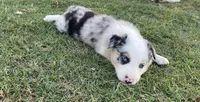 Bandit, a male Border Collie for sale in Stephenville, TX – Photo 8 of 10