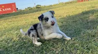 Bandit, a male Border Collie for sale in Stephenville, TX – Photo 9 of 10