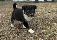 Monte, a male Border Collie for sale in Stephenville, TX – Photo 10 of 10