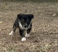 Monte, a male Border Collie for sale in Stephenville, TX – Photo 5 of 10