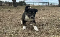 Monte, a male Border Collie for sale in Stephenville, TX – Photo 3 of 10