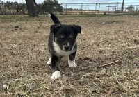 Monte, a male Border Collie for sale in Stephenville, TX – Photo 1 of 10