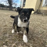 Monte, a male Border Collie for sale in Stephenville, TX – Photo 4 of 10