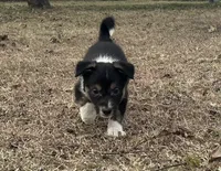 Monte, a male Border Collie for sale in Stephenville, TX – Photo 6 of 10