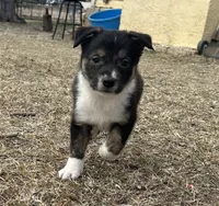 Monte, a male Border Collie for sale in Stephenville, TX – Photo 2 of 10