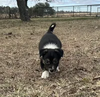 Monte, a male Border Collie for sale in Stephenville, TX – Photo 9 of 10